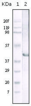 Monoclonal Anti-LIPA antibody produced in