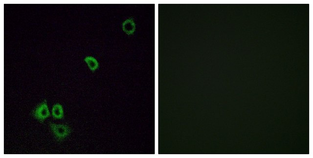 Anti-OR2G3 antibody produced in rabbit