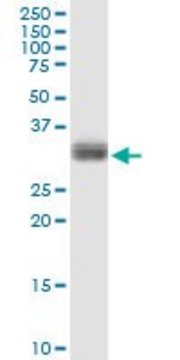 Anti-PLSCR1 antibody produced in rabbit