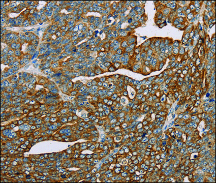 Anti-MTFP1 antibody produced in rabbit