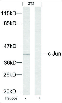 Anti-JUN (Ab-63) antibody produced in