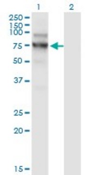 Monoclonal Anti-NVL antibody produced in
