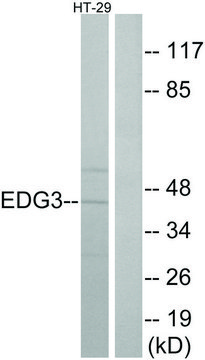 Anti-EDG3 antibody produced in rabbit