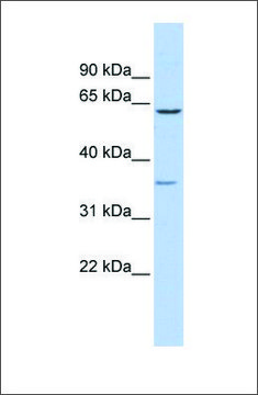 Anti-GBAS antibody produced in rabbit