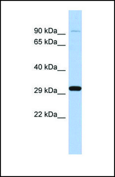 Anti-ENDOG antibody produced in rabbit