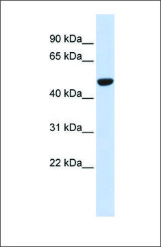 Anti-IDH2 antibody produced in rabbit