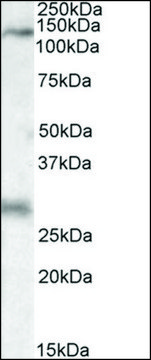 Anti-MAP3K6 (C-terminal) antibody produced in