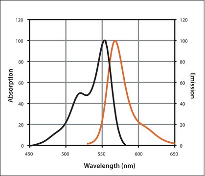 Anti-Human IgG (H+L), highly cross-adsorbed,