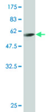 Monoclonal Anti-FTS antibody produced in