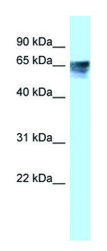 Anti-THRA antibody produced in rabbit