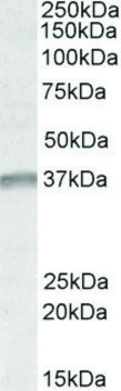 Anti-UTF1 antibody produced in goat