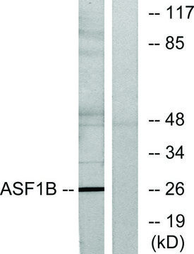 Anti-ASF1B antibody produced in rabbit