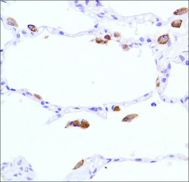 Anti-INOS antibody, Rabbit monoclonal