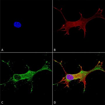 Monoclonal Anti-Glun2A/Nr2A antibody produced in
