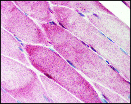 Anti-C1QTNF7 antibody produced in rabbit