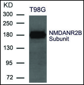 Anti-NMDANR2B antibody produced in rabbit