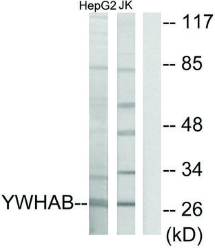 Anti-14-3-3 ? antibody produced in
