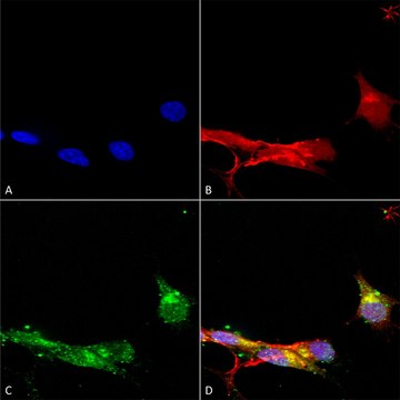 Monoclonal Anti-Sur1 antibody produced in