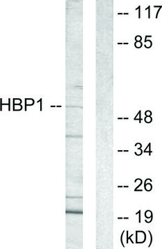 Anti-HBP1 antibody produced in rabbit