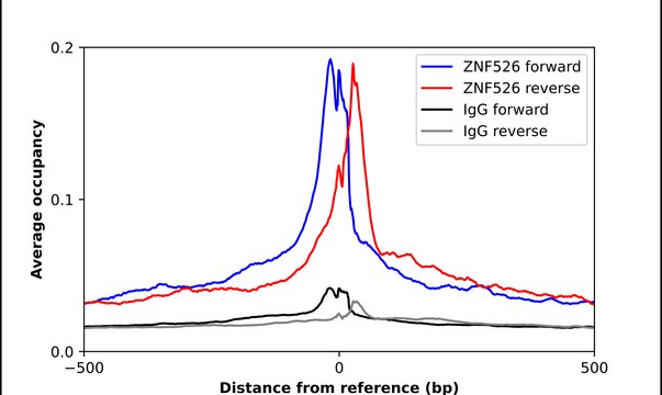 Anti-ZNF526 antibody produced in rabbit
