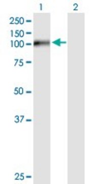 Anti-FSTL5 antibody produced in mouse