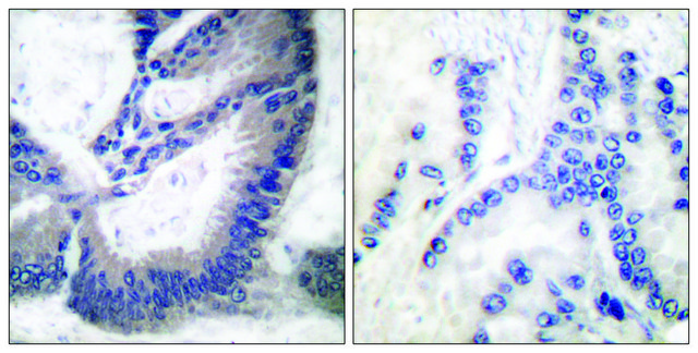 Anti-INOS antibody produced in rabbit