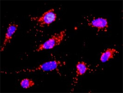 Anti-CD3D antibody produced in rabbit