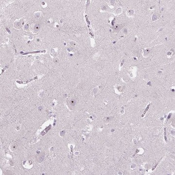 Anti-TMEM151B antibody produced in rabbit