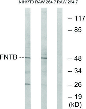 Anti-FNTB antibody produced in rabbit
