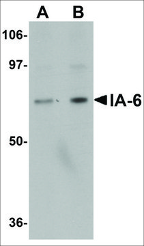 Anti-IA-6 antibody produced in rabbit