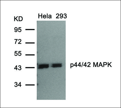Anti-MAPK3 (Ab-202) antibody produced in