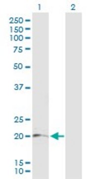 Anti-LRRC20 antibody produced in mouse