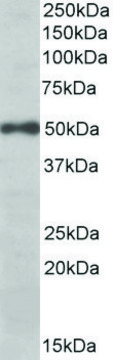 Anti-EIF3E (C-terminal) antibody produced in