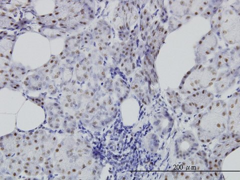 Monoclonal Anti-CDC25C antibody produced in