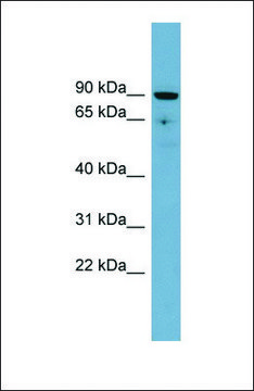 Anti-SLC26A9 antibody produced in rabbit