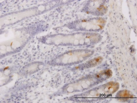 Monoclonal Anti-RP13-297E16.1 antibody produced in