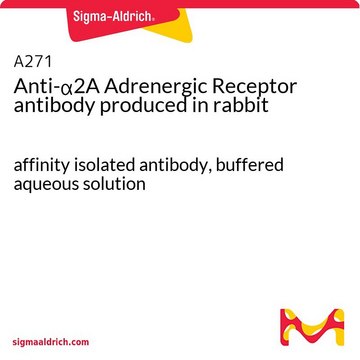Anti-?2A Adrenergic Receptor antibody produced