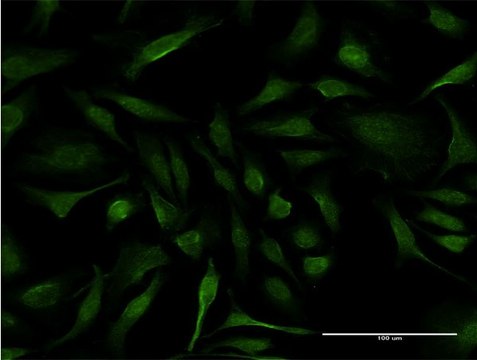 Monoclonal Anti-IFT20 antibody produced in