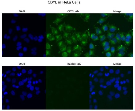 Anti-CDYL, (N-terminal) antibody produced in
