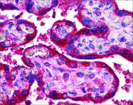 Anti-WNT3A antibody produced in rabbit