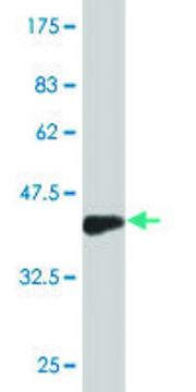 Monoclonal Anti-RNF150 antibody produced in