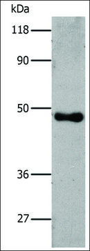 Anti-6-His antibody produced in rabbit
