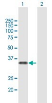 Anti-MAF1 antibody produced in mouse