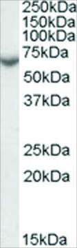 Anti-Arylsulfatase C/STS antibody produced in