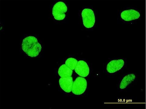 ANTI-YY1 antibody produced in mouse
