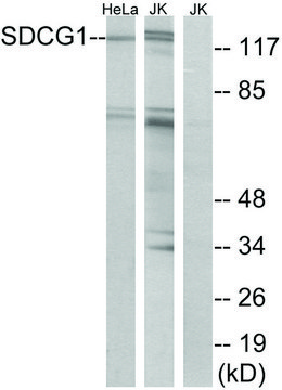 Anti-SDCG1 antibody produced in rabbit