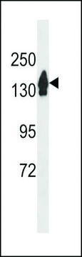 ANTI-RECQL4 (C-TERM) antibody produced in