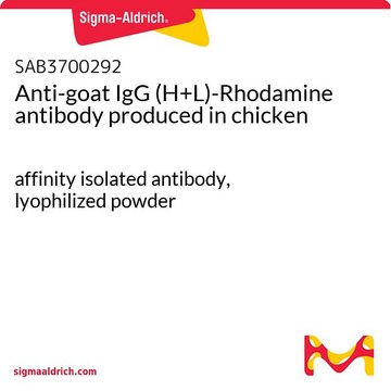 Anti-goat IgG (H+L)-Rhodamine antibody produced