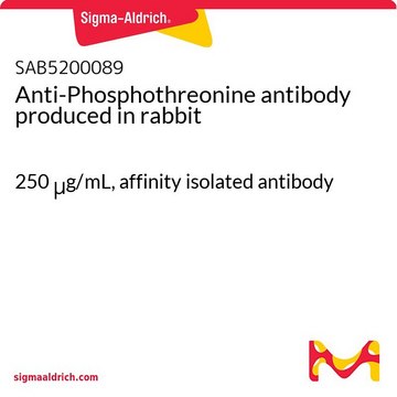 Anti-Phosphothreonine antibody produced in rabbit