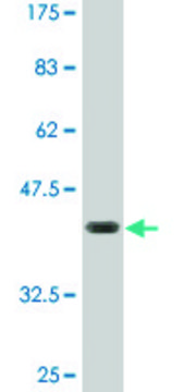 Monoclonal Anti-FZR1, (N-terminal) antibody produced